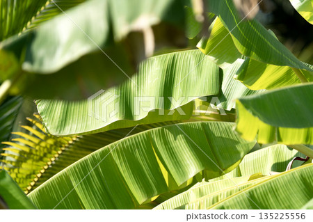 Lush green banana leaves under bright sunlight. Close-up view of tropical palm foliage with natural patterns and textures. Vibrant botanical background showcasing exotic jungle plants in summer. 135225556