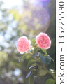 Fairytale pink roses 135225590