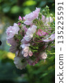 Hydrangea like a bouquet 135225591