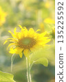 One Sunflower 135225592