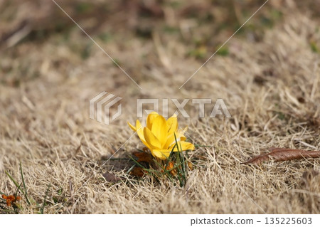 Yellow crocuses blooming from the grass 135225603