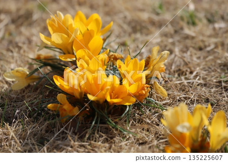 Yellow crocuses blooming from the grass Yellow crocuses blooming from the grass 135225607