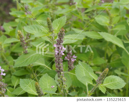 草本冬青花穗 - 羅勒花 草本冬青花穗 - 羅勒花 135225615