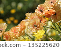 Orange blossom 135225620