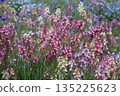 Multicolored Lupinas 135225623