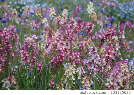 Multicolored Lupinas Multicolored Lupinas 135225623