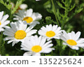  White flower 135225624