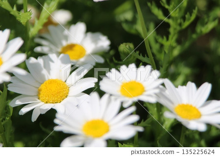 White flower White flower 135225624