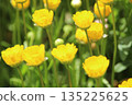 Yellow flower 135225625