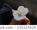 One cherry tree 135225626