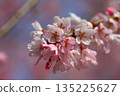 Pink cherry blossoms 135225627
