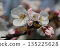 Cherry blossoms on a blue sky day 135225628