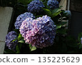 Heart-shaped hydrangea 135225629