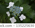 Rainy season's hydrangea 135225630