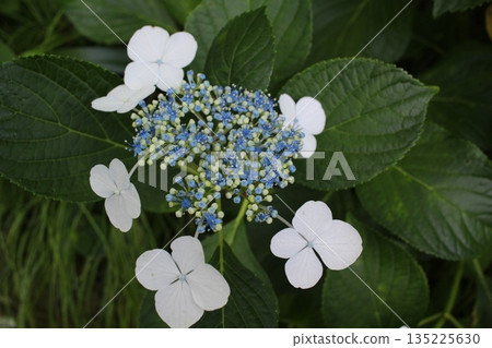 雨季的繡球花 135225630