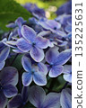 Up hydrangea 135225631