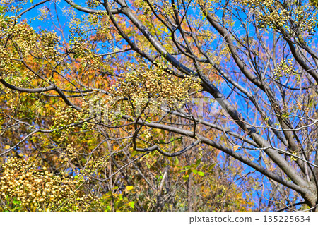Hiranooka, China tree, Tokorozawa City Hiranooka, China tree, Tokorozawa City 135225634