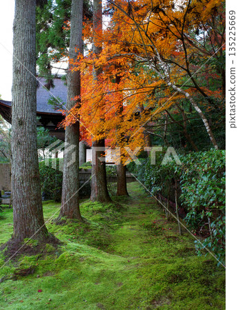 京都一休寺的秋葉 135225669