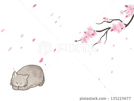 Cherry blossoms and cats Cherry blossoms and cats 135225677