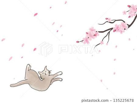 桜と猫 桜と猫 135225678