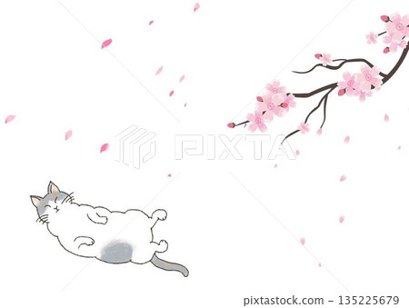 Cherry blossoms and cats Cherry blossoms and cats 135225679