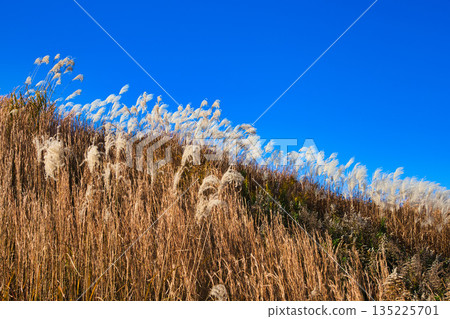 Japanese silver grass swaying in the wind in late autumn Japanese silver grass swaying in the wind in late autumn 135225701
