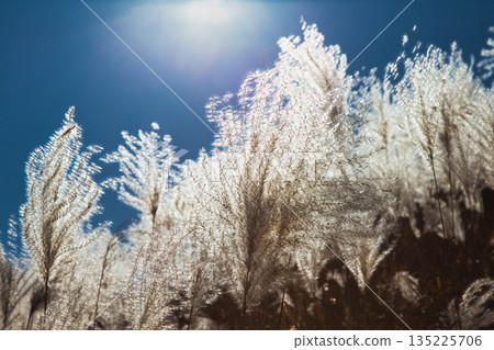 秋末，日本銀草隨風搖曳。 135225706