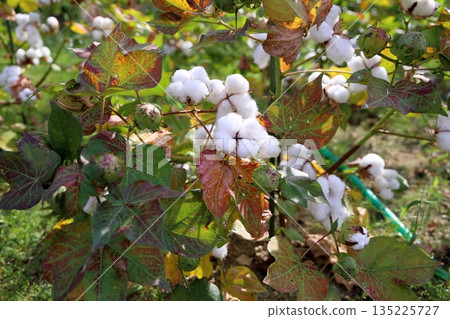 清爽的棉籽 135225727