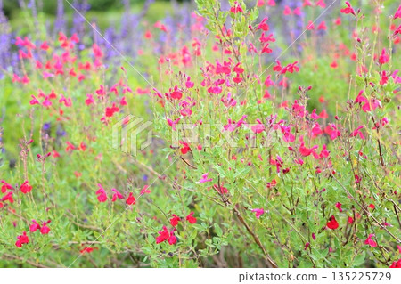 可愛的鼠尾草花 可愛的鼠尾草花 135225729
