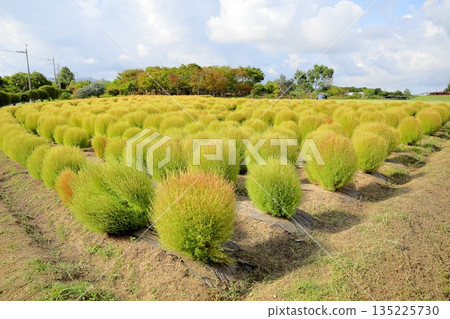 Kochia leaves begin to change color 135225730