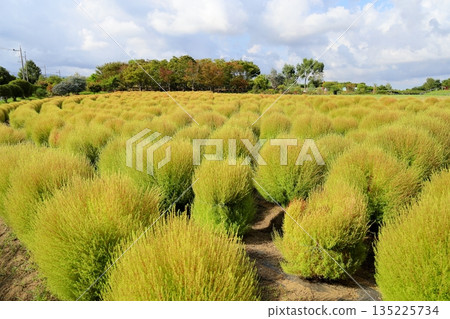 Kochia leaves begin to change color 135225734