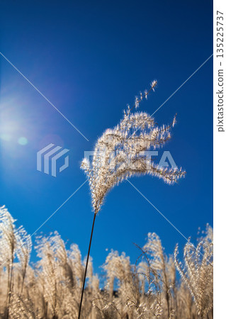 秋末，日本銀草隨風搖曳。 135225737