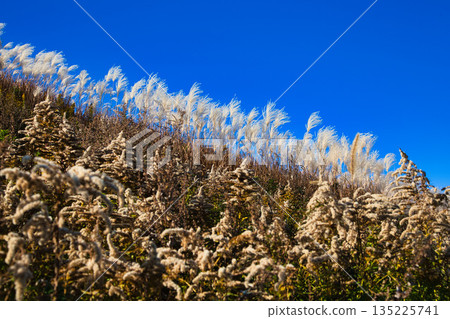 Japanese silver grass swaying in the wind in late autumn Japanese silver grass swaying in the wind in late autumn 135225741