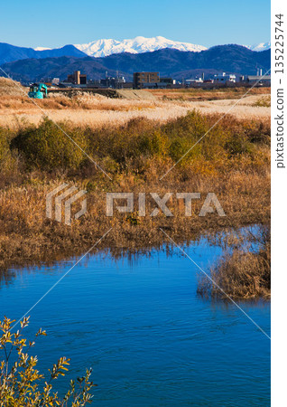 Japanese silver grass swaying in the wind in late autumn Japanese silver grass swaying in the wind in late autumn 135225744