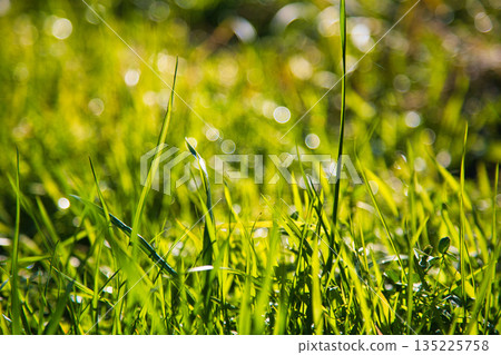 Japanese silver grass swaying in the wind in late autumn Japanese silver grass swaying in the wind in late autumn 135225758
