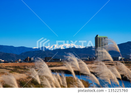 Japanese silver grass swaying in the wind in late autumn 135225760
