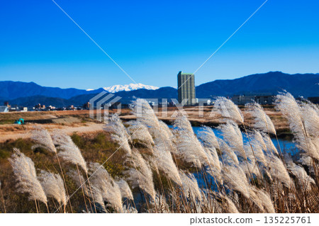 Japanese silver grass swaying in the wind in late autumn 135225761