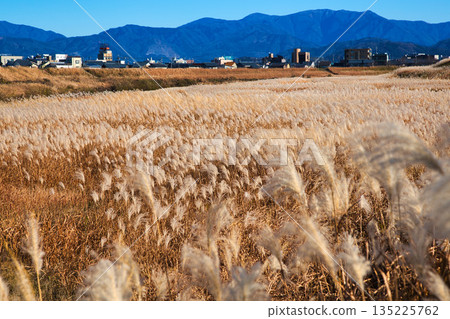 Japanese silver grass swaying in the wind in late autumn 135225762