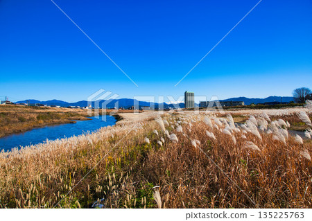Japanese silver grass swaying in the wind in late autumn Japanese silver grass swaying in the wind in late autumn 135225763