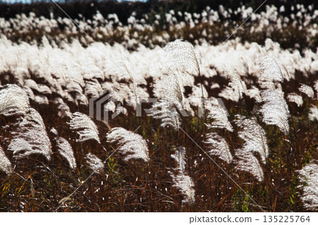 Japanese silver grass swaying in the wind in late autumn Japanese silver grass swaying in the wind in late autumn 135225764