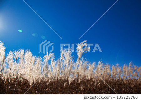 Japanese silver grass swaying in the wind in late autumn 135225766