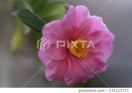 粉紅色的山茶花正在盛開 粉紅色的山茶花正在盛開 135225771