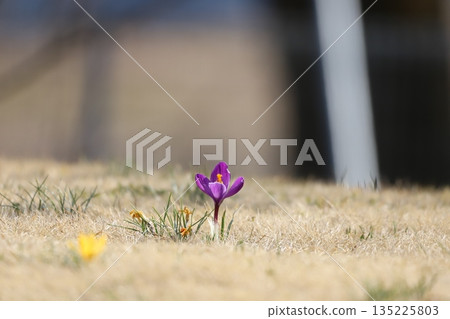 Purple crocuses blooming on the lawn in the park 135225803