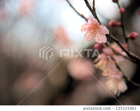 Red plum blossoms blooming in January, "Red Winter Solstice" Red plum blossoms blooming in January, "Red Winter Solstice" 135225861