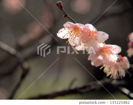 一月盛開的紅梅花，“紅色冬至” 135225862