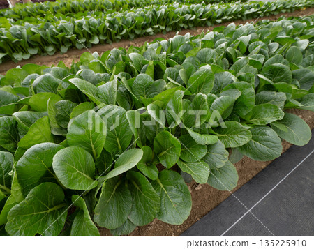 Cultivation of Komatsuna Cultivation of Komatsuna 135225910