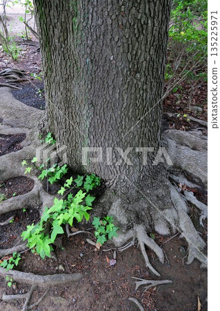 Young sweetgum leaves growing at the base of a large sweetgum tree in a park in early summer Young sweetgum leaves growing at the base of a large sweetgum tree in a park in early summer 135225971