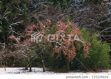 First Snow at Ichijodani Asakura Clan Ruins First Snow at Ichijodani Asakura Clan Ruins 135226010