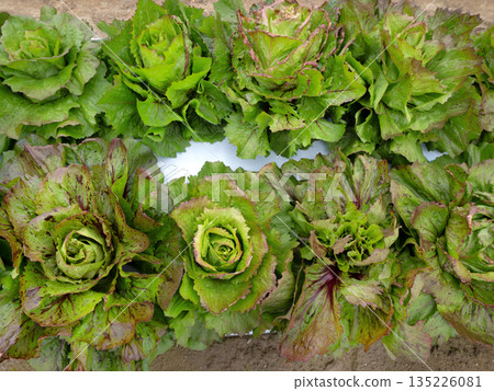 菊苣種植 135226081