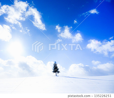北海道美瑛的冬日藍天和夕陽下的樹木 北海道美瑛的冬日藍天和夕陽下的樹木 135226251